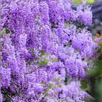 2 Purple Wisteria Live Plant 6–12 Inch | Stunning Cascading Purple Blooms | Fast-Growing Fragrant Flowering Vine | Perfect for Home Décor & Garden Entrances
