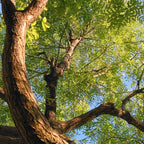 2 Live Honey Locust Plants – Hardy Fast-Growing Trees for Outdoor Planting | 6–12 Inch Tall | Drought-Tolerant