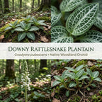 10 Rattlesnake Orchid Roots, Goodyera Pubescens, Low Maintenance Plant, Evergreen Perennial Orchid for Shady Gardens