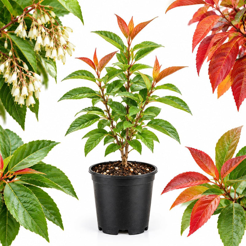 Sourwood Tree Live Plant for Planting, 4-8" Tall in Quart Pot