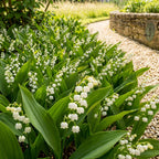5 Lily of The Valley Plant Bare Roots, Hardy Perennial May Lily, Easy to Grow Fragrant Flower for Outdoor Garden