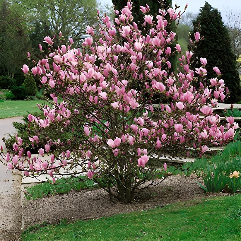2 Ann Magnolia Live Plants | 8-12 Inch Bare Root Rooted Cuttings | Deep Purple-Pink Flowering Shrub | Deciduous Magnolia Hybrid for Garden