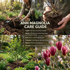 Saucer Magnolia Tree Live Plant, Well-Rooted 12-18" Potted Plant in Gallon Pot, Cold-Hardy Spring Blooming Tree for Sunny Patios and Landscapes