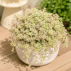 Sedum Dasyphyllum Major Succulent Plant, 4 Inch Pot Sedum Plant Live, Fully Rooted, Drought-Tolerant, Low Maintenance Indoor Houseplant, Ideal for Home & Office Décor & Gifts