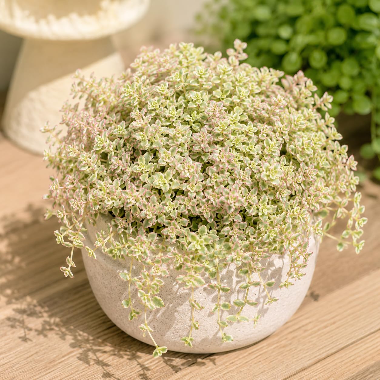 Sedum Dasyphyllum Major Succulent Plant, 4 Inch Pot Sedum Plant Live, Fully Rooted, Drought-Tolerant, Low Maintenance Indoor Houseplant, Ideal for Home & Office Décor & Gifts