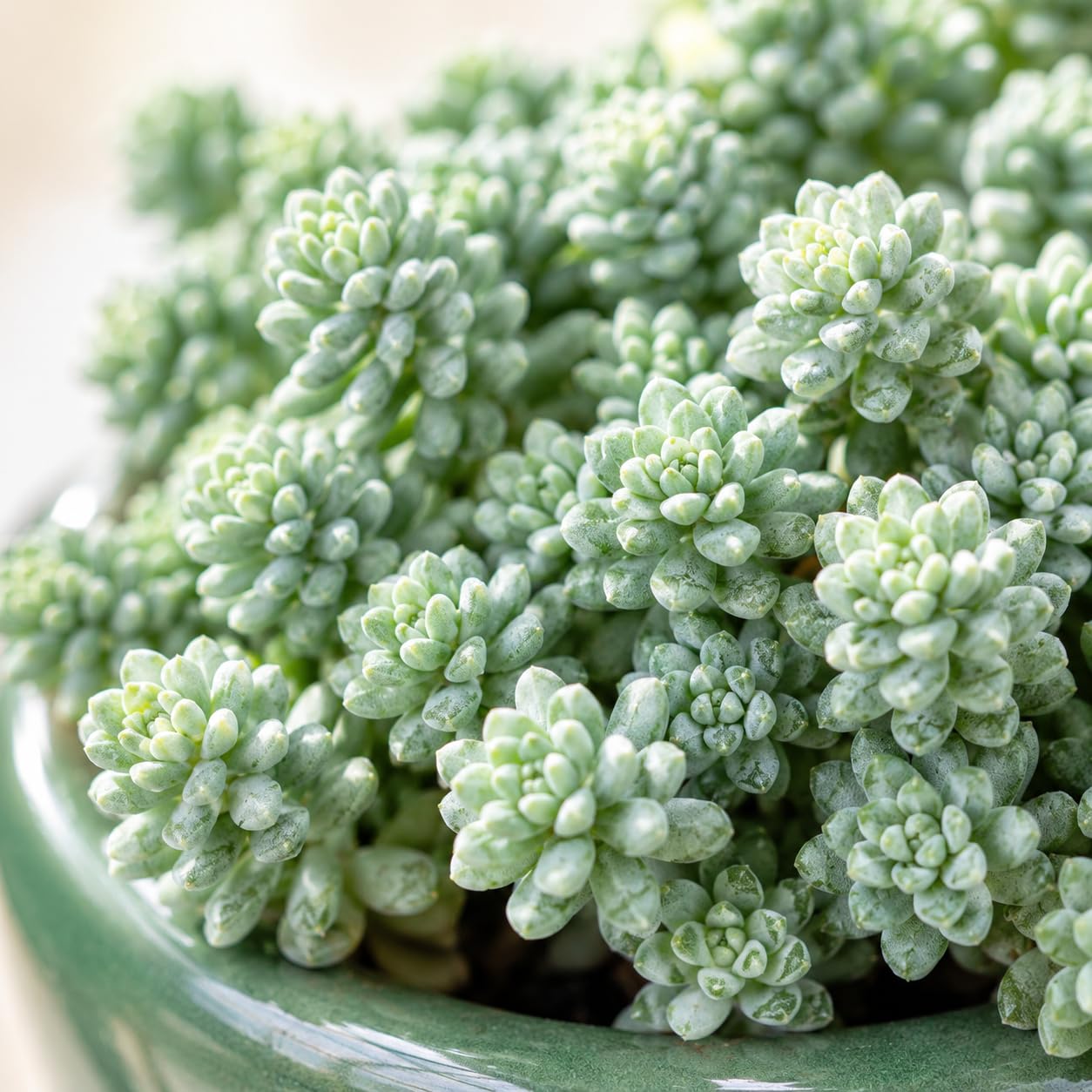 2 Sedum Dasyphyllum Major Succulent Plants, 4 Inch Pot Sedum Plant Live, Hardy, Easy Care Indoor Houseplant, Ideal for Home Décor & Gifts