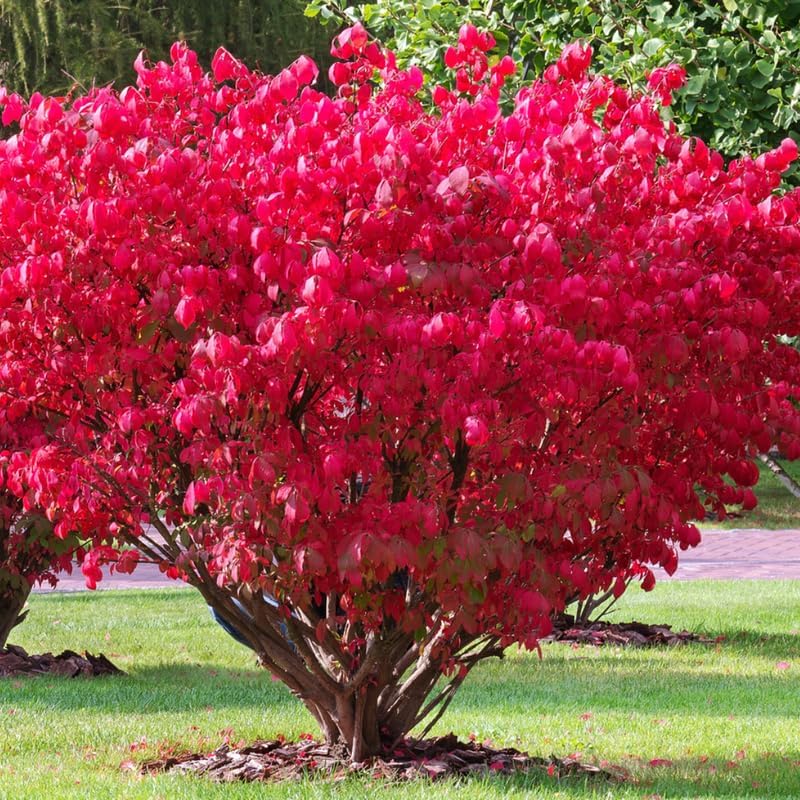 5 Burning Bush Shrub Live Plant | 6 – 12 Inch Tall | Well Rooted | Hardy Outdoor Landscape Plant