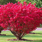 5 Burning Bush Shrub Live Plant | 6 – 12 Inch Tall | Well Rooted | Hardy Outdoor Landscape Plant