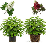 2 Ruby Slipper Oakleaf Hydrangea Live Plants Shrubs, 6-10" Tall - Quart Pot, Hardy Hydrangea Bushes Ready to Plant, Color-Changing Blooms Flowering Shrub for Garden & Landscape
