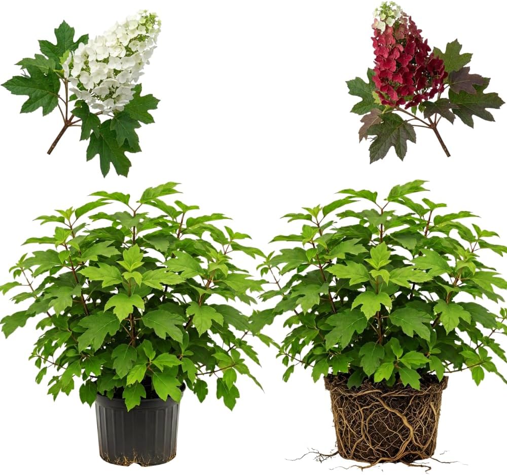 2 Ruby Slipper Oakleaf Hydrangea Live Plants Shrubs, 6-10" Tall - Quart Pot, Hardy Hydrangea Bushes Ready to Plant, Color-Changing Blooms Flowering Shrub for Garden & Landscape