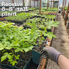 2 Chestnut Tree Live Plant, 6-10" Potted Plant, Low Maintenance Edible Shade Tree for Homeowners, Cold-Hardy Starter for Sweet Roasting Nuts