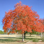 2-Pack Chinese Pistachio Live Bare Root Seedlings | 12-24" Rooted Cuttings | Drought-Tolerant Native Alternative Shade Tree