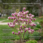 Ann Magnolia Tree Live Plant, 12-18" Potted Plant in 2.5" Pot, Cold-Hardy Early Spring Blooming Tree for Backyard and Garden Rows