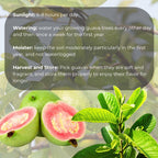 2 Count Pink Guava Tree Live Plant | Tropical Fruit Tree | Home Garden | 4-6 Inch Young Guava Plants | Easy to Grow & Fruiting
