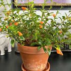 Goldfish Plant Live – 4 Inch Live Potted Houseplant | Trailing Indoor Plant with Orange Blooms