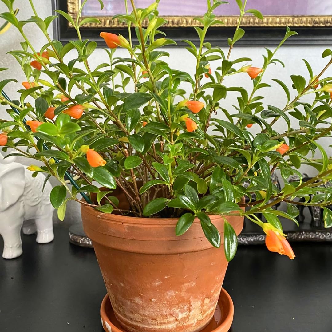 Goldfish Plant Live – 4 Inch Live Potted Houseplant | Trailing Indoor Plant with Orange Blooms