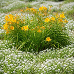 10 Daylily Plant Roots System/Fans, Low Maintenance, Long-Lasting Wild Daylilies Perennial Plants, Ready to Plant for Outdoor Garden & Landscaping, Not Bulbs