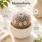 2 Live Cactus Plants Gold Ladyfinger Mammillaria Elongata, 4" Pot, Fully Rooted, Low Maintenance Rare Succulent Plant Live, Ideal for Succulent Collections & Indoor Décor