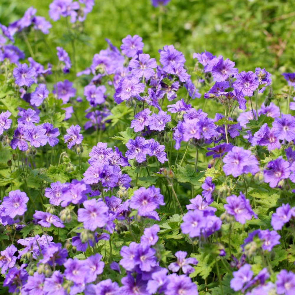 10 Wild Geranium Roots, Geranium Maculatum, Lavender Pink Flowering Perennial for Shady Garden Borders, Cold-Hardy Flower for Woodland Landscapes
