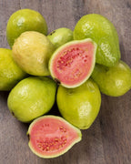 Pink Guava Plant Starter | Tropical Fruit Tree Starter for Home & Garden | 4 to 6 Inc in Height | Sweet Pink Guava Variety
