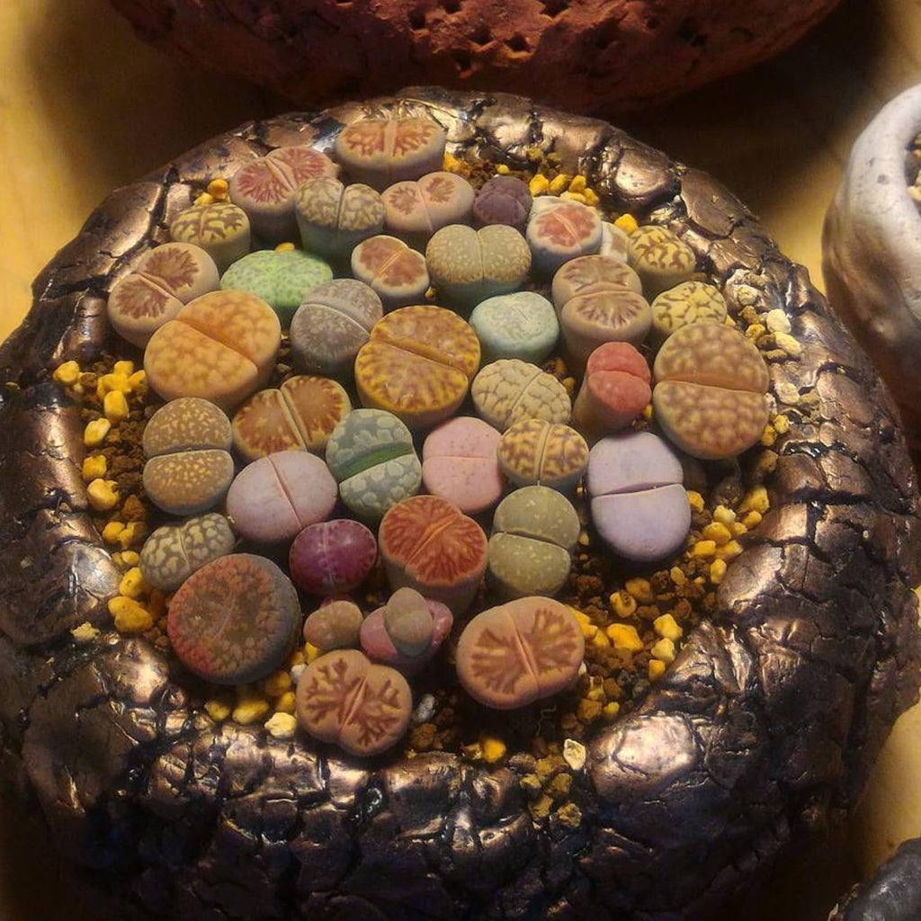 Mix Lithops Succulent Plants Live | 30 Pcs Lithops Live Plants | Bare Root Without Pot & Soil, Indoor Office Desk Decoration, Friend Plant Lovers Gifts