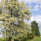5 Live Black Locust Tree Plants – 6–12 Inch Tall | Hardy Fast-Growing Native Trees for Outdoor Planting