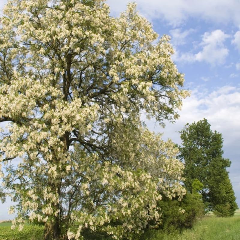 5 Live Black Locust Tree Plants – 6–12 Inch Tall | Hardy Fast-Growing Native Trees for Outdoor Planting