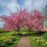 2 Kwanzan Cherry Tree, 6-12 Inch Tall, Easy Care, Hardy Ornamental Flowering Cherry Tree, Ideal for Yard, Garden & Landscape