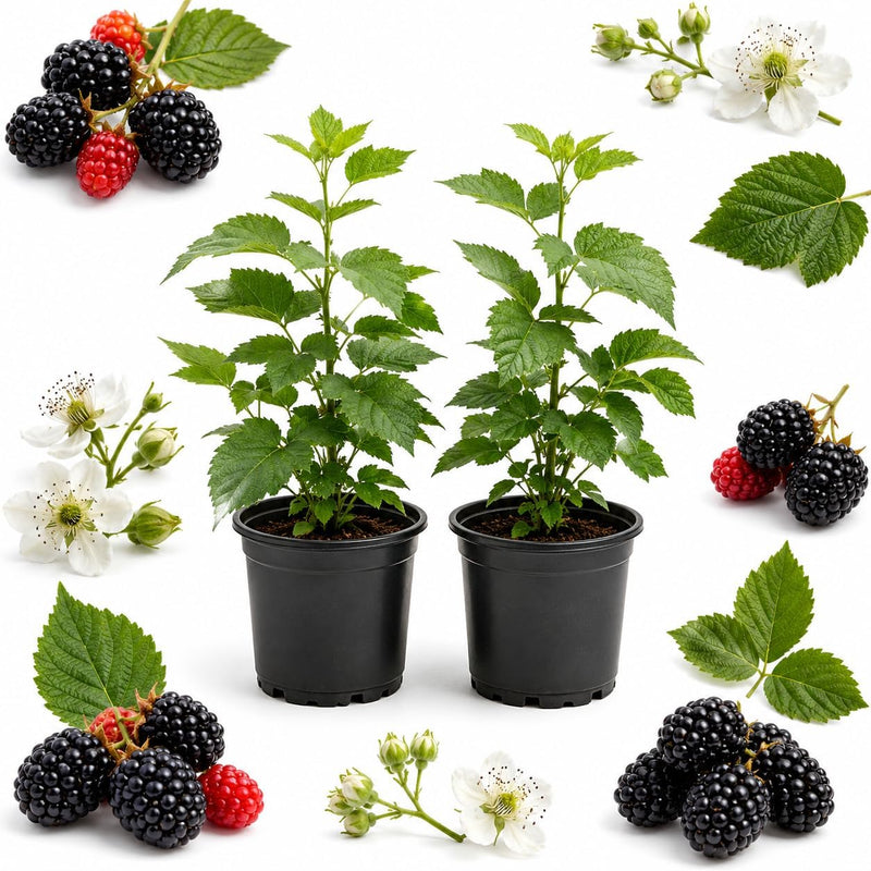 2 Freedom BlackBerry Plants Live for Planting Fall, 6-12" Tall, 4" Pot Thornless BlackBerry Plants, Fast Growing, Double Harvest Fruit Tree for Outdoor