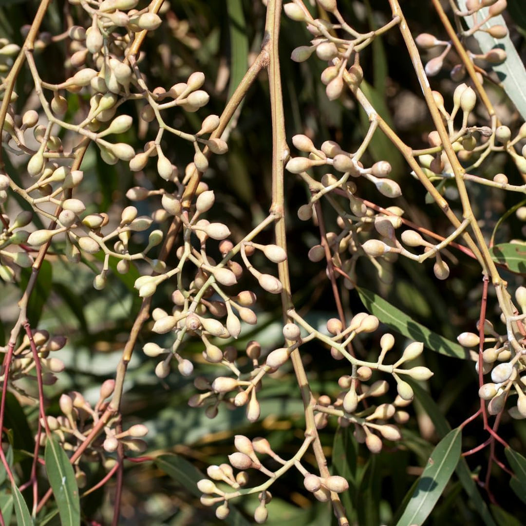Lemon Eucalyptus Plant Live – Live Medium Eucalyptus Plants, Fast Growing Eucalyptus Live Plant for Backyard and Outdoor Plante