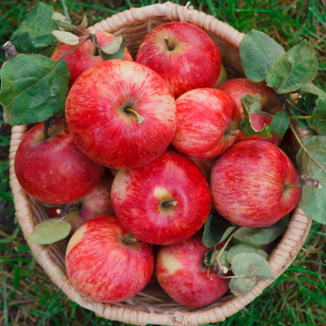 (No Ship to CA, HI, AK) Apple Tree Live Plant in 3 Gallon Pot, Fast Growing Zestar Apple Trees Live Plants Ready to Fruit, Perfect for Home Backyard and Garden