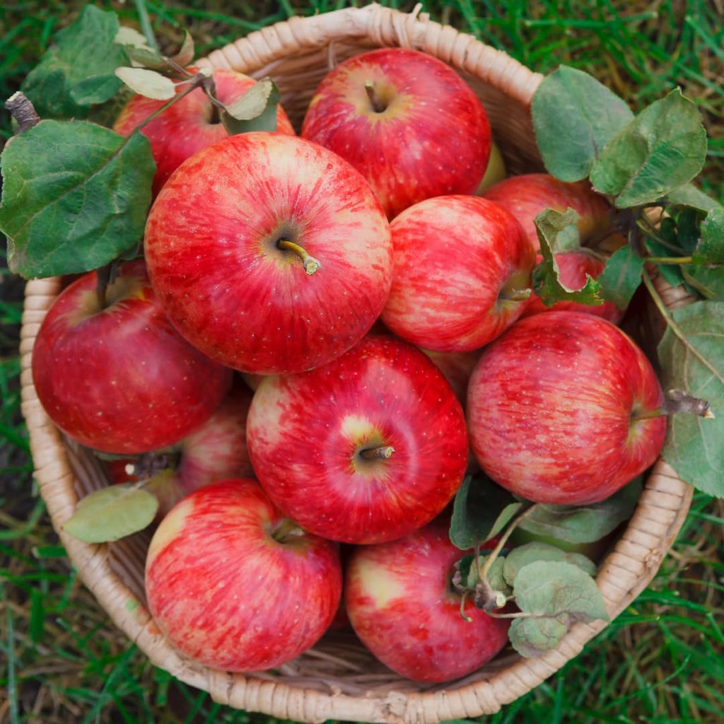 (No Ship to CA, HI, AK) Zestar Apple Tree Live Plant in 3 Gallon Pot - Fast Growing Apple Trees Live Plants Ready to Fruit, Perfect for Home Backyard and Garden