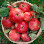 (No Ship to CA, HI, AK) Zestar Apple Tree Live Plant in 3 Gallon Pot - Fast Growing Apple Trees Live Plants Ready to Fruit, Perfect for Home Backyard and Garden