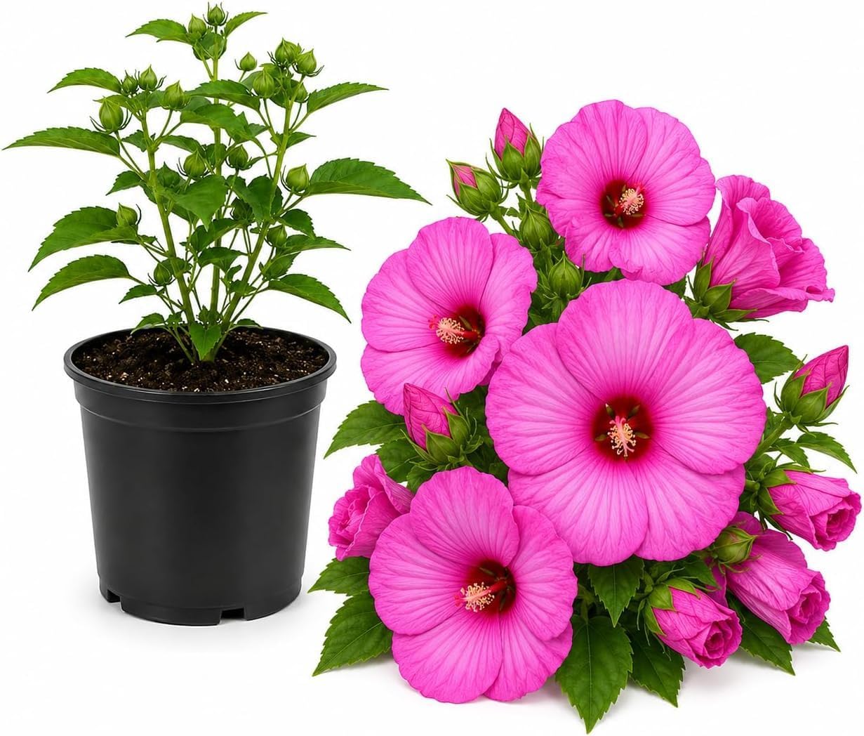 Rose Hardy Hibiscus Plants Live, 4-8" Tall, Vibrant Perennial Hibiscus Plant, Fast Growing Flowering Shrub for Backyard Landscape and Patio Pots