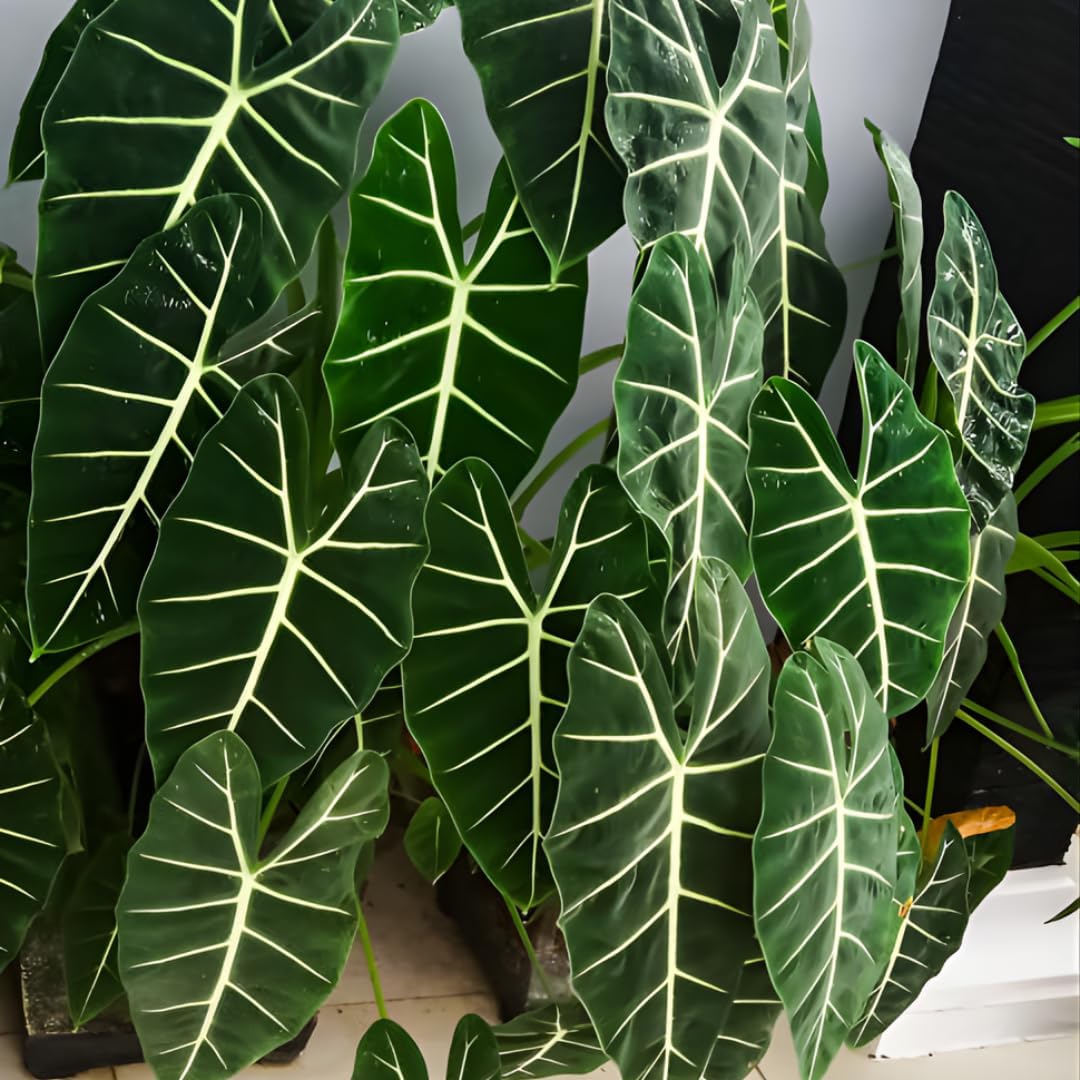 Alocasia Live Plant - African Mask, 4-Inch Pot Rare Alocasia Plant, Deep Green Foliage, Exotic Tropical Houseplant for Desk, Room Decor & Indoor Spaces