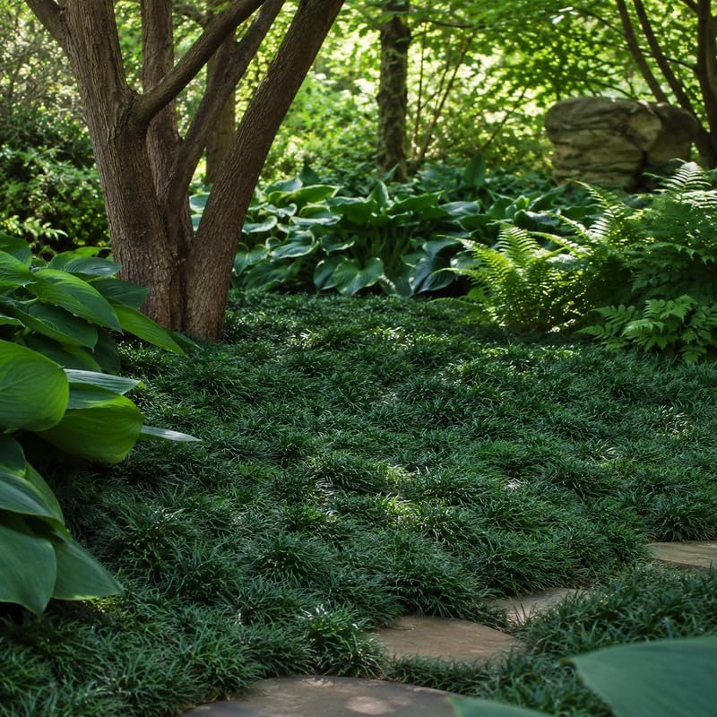 4 Dwarf Mondo Grass Plants Live, 4-8" Tall, Non GMO Ornamental Grass Live Plant, Drought Tolerent, High-Density Ground Cover for Shaded Backyard & Patio Pathway
