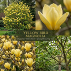 Ann Magnolia Tree Live Plant, 12-18" Potted Plant in 2.5" Pot, Cold-Hardy Early Spring Blooming Tree for Backyard and Garden Rows