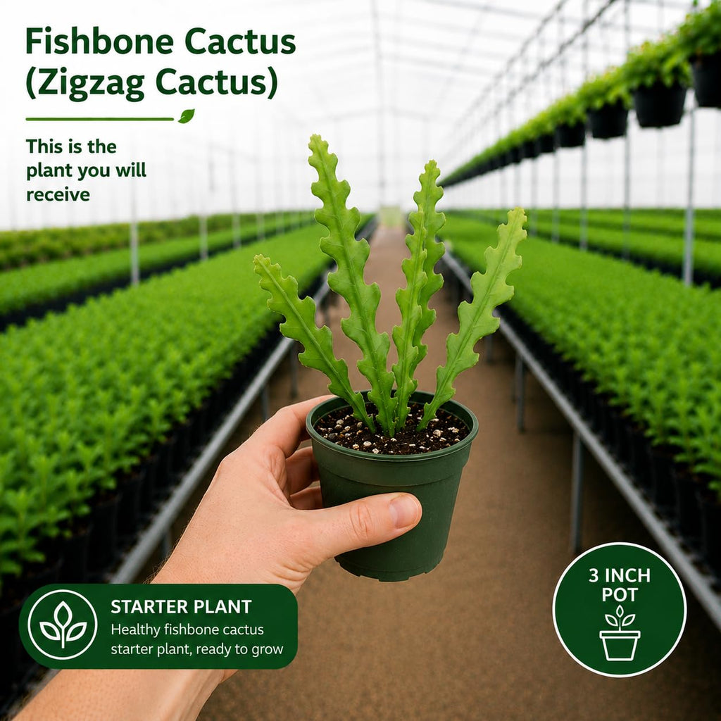 2 Zigzag Fishbone Cactus Plant in 3" Pot, Well-Rooted, Exotic Hanging Succulent, Fragrant Night-Blooming Flowers, Ideal for Home and Office Décor