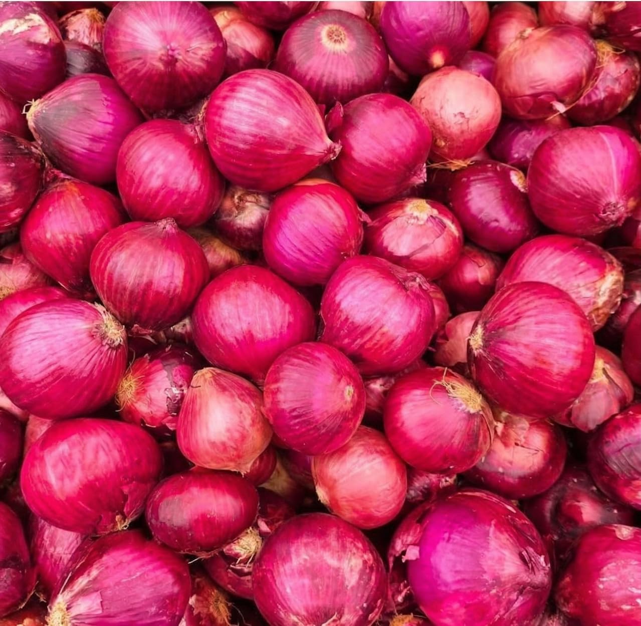 100 Red Onion Bulbs for Planting, Non-GMO, High Yield Onion Sets, Fast-Growing Vegetable Bulbs for Outdoor Gardens, Raised Beds & Containers