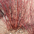 10 Red Osier Dogwood Tree Live Plant | 1-2ft Bare Root Seedlings | Low Maintenance Native Shrub | Well-Rooted Plant for Rain Gardens and Borders