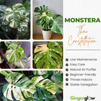 2 Monstera Thai Constellation Live Plant, 4 Inch Pot Size, Potted Indoor Plant, Low Maintenance Rare Variegated Shrub for Bright Indirect Light