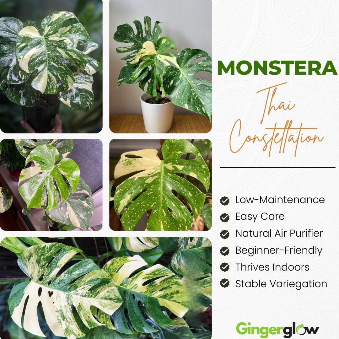 2 Monstera Thai Constellation Live Plant, 4 Inch Pot Size, Potted Indoor Plant, Low Maintenance Rare Variegated Shrub for Bright Indirect Light