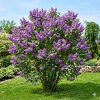 Purple Lilac Bush Live Plant, 8-12" Tall in Medium Size Pot, Fragrant Lilac Tree, Cold Hardy, Low Maintenance, Ready to Plant for Outdoor Garden