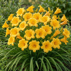 5 Stella de Oro Daylily Live Roots, Low Maintenance Sun-Loving Yellow Flowers, Vigorous Golden Yellow Perennial Bulbs for Landscaping