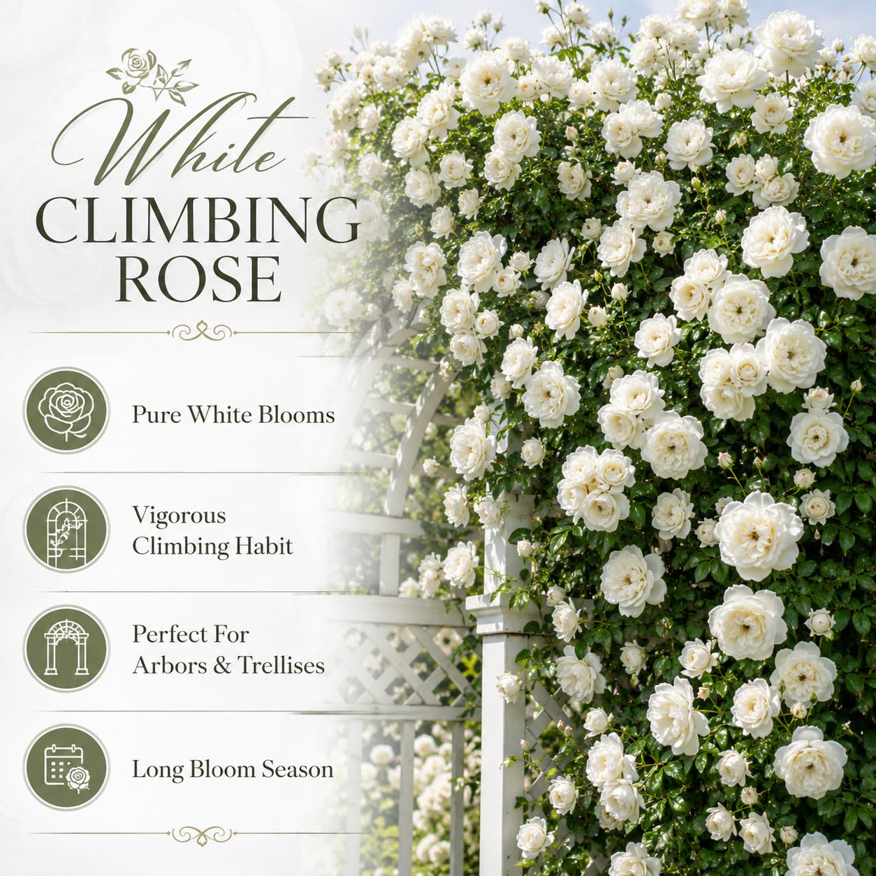Pink Climbing Roses Live Plant, Small Size, Fragrant Climbing Rose Bush, Beautiful Double Blooms, Perennial Flower Plant for Backyard Fences and Walls
