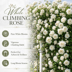 Pink Climbing Roses Live Plant 10-14" Tall in Large Pot, Heirloom Climbing Rose Bush, Fragrant High-Yielding Perennial Flowering Vine for Trellis & Fence
