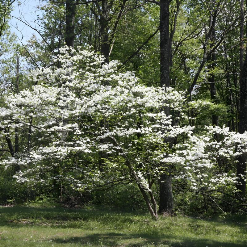 Kousa Japanese Dogwood Tree Live Plant, 12-18 Inch Tall in Quart Pot, White Flowering Ornamental Tree, Cold-Hardy Flowering Shrub for Sun or Shade