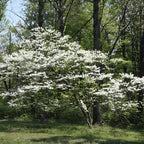 2 White Kousa Dogwood Tree, 12-18 Inch in Quart Pot, Low Maintenance Deciduous Tree, Vigorous Growth Habit with Vibrant Red Autumn Foliage