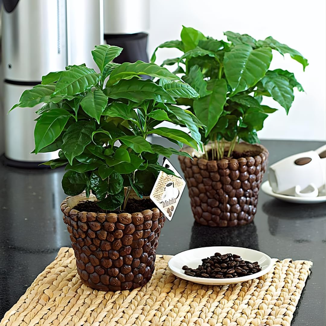 Coffea Arabica Live Plant in 4" Inch Pot | Indoor Arabica Coffee Tree for Planting | Low-Maintenance Houseplant for Home Décor, Patio & Hobby Growers