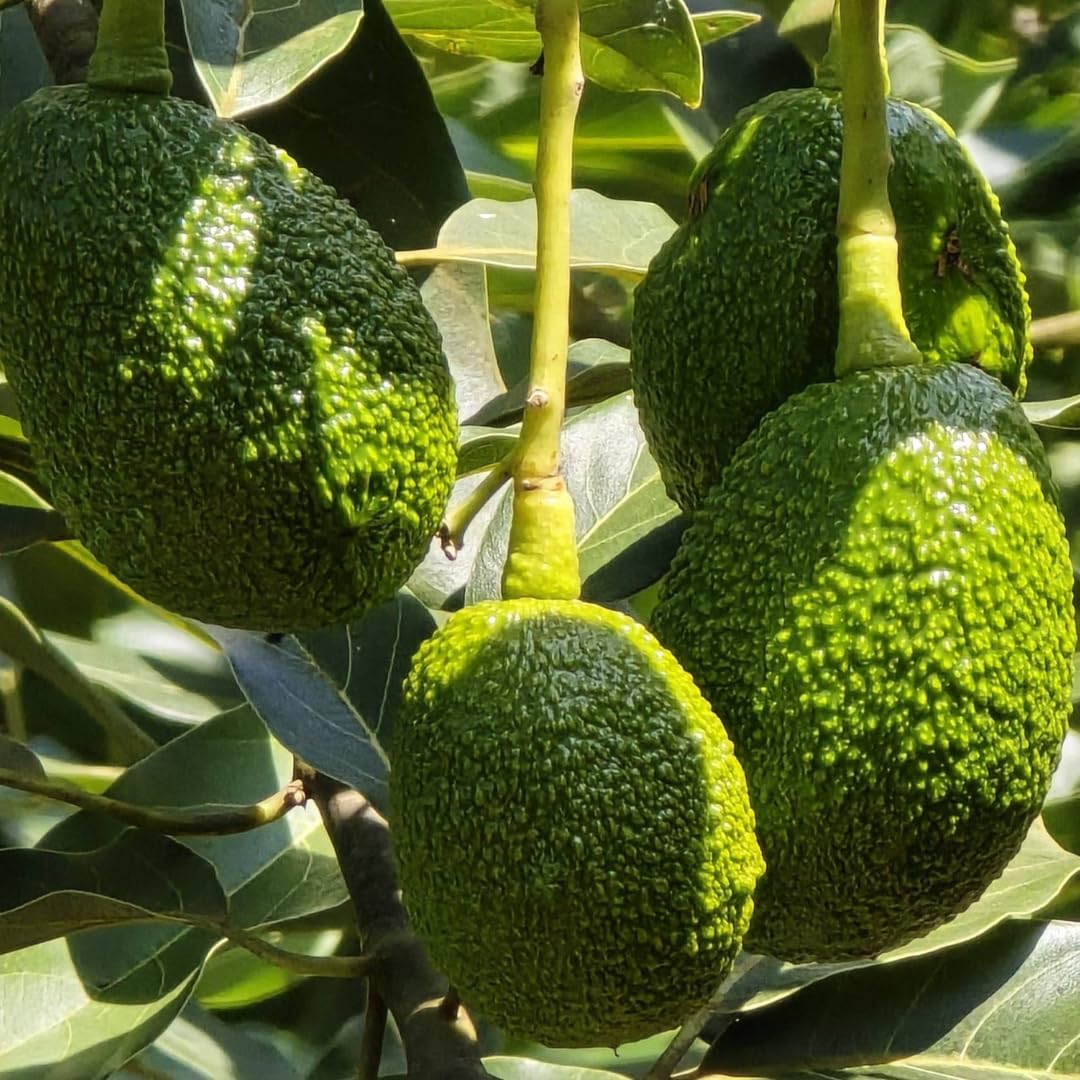 Large HASS Avocado Trees Live Plants | 2.5–3 Ft Tall Potted Plant | Hardy Fruit-Bearing Tree for Indoor and Outdoor Growing | No Ship to CA,HI,AK